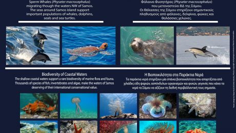 Final Marine (Sidebyside)