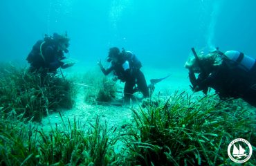 posidonia-surveys