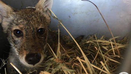 20616218_588337324887729_259748666_o