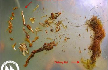 Microplastic-picturesRIGHT