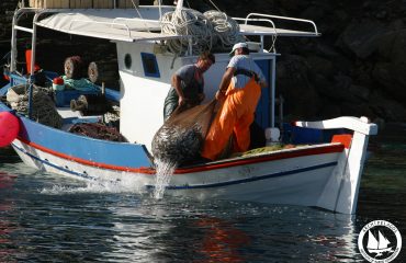 alieia me bitzotrata