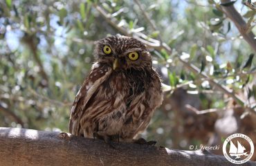 little owl