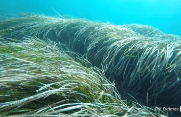 Seagrass Amywithlogo