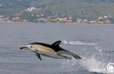 common dolphin