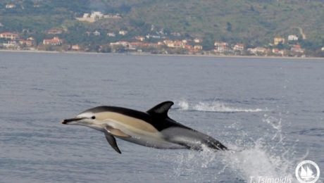 common dolphin