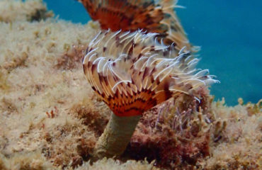 invertebrates_B.Reboul_3