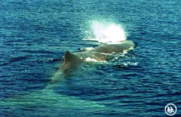 Physeter macrocephalus_Archipelagos_AE_2008_2
