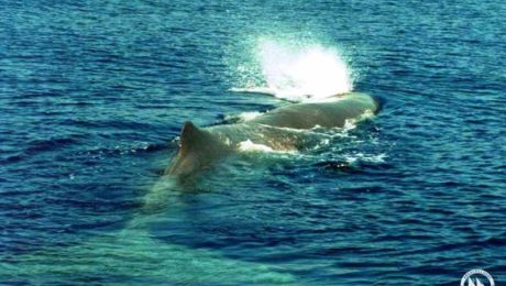 Physeter macrocephalus_Archipelagos_AE_2008_2