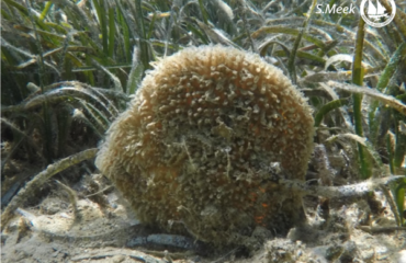 noble pen shell with logo