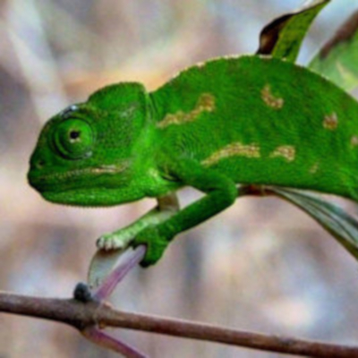 Terrestrial Conservation