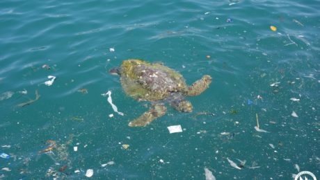 40144043_10155771894805878_1655145216077725696_o