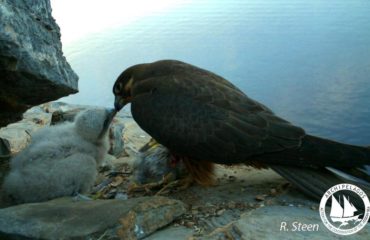 43068760_10155856053595878_4471905096598290432_o