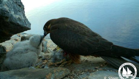 43068760_10155856053595878_4471905096598290432_o