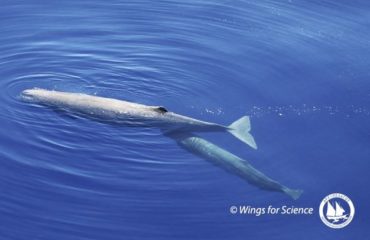 43504100_10155869899565878_1946929733501452288_n