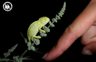 baby-chameleon