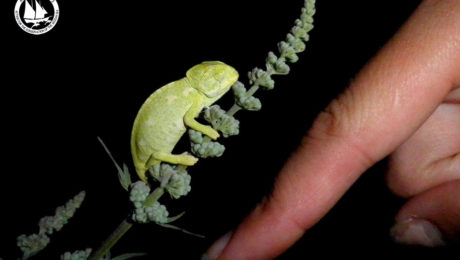 baby-chameleon