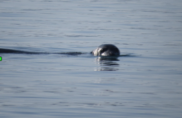 monk seal