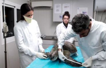 Chelonia mydas necropsy