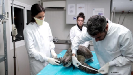 Chelonia mydas necropsy