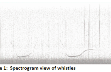 Spectrogram view of whistles
