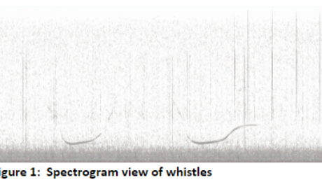 Spectrogram view of whistles