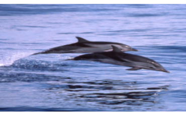 Stenella Coeruleoalba title