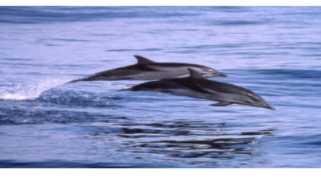 Stenella Coeruleoalba title