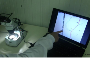 microplastik found under microscope