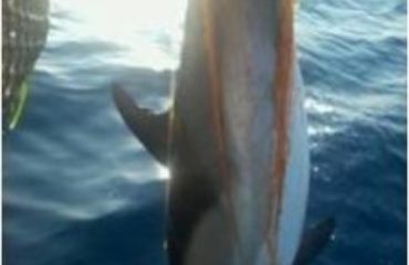 49676457_10156075585525878_3125331509548941312_n