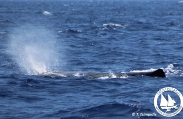 69448194_10156595226245878_2579714343327236096_o