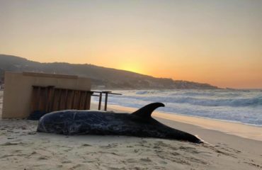 70671731_10211612413145197_866062344009023488_n