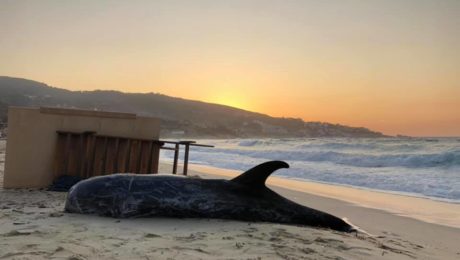 70671731_10211612413145197_866062344009023488_n