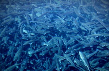 302941-ixthiokalliergeia