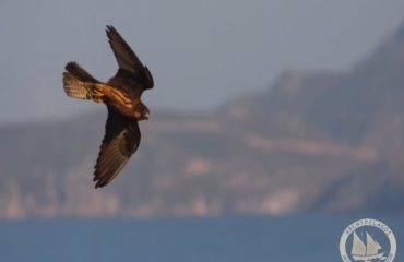 New Παρουσίαση OpenDocument