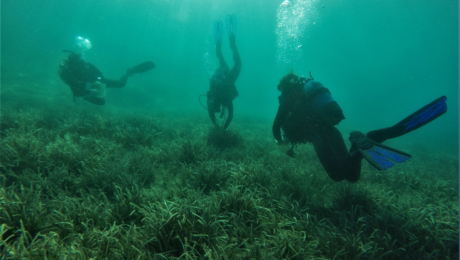 posidonia petros
