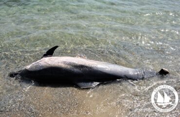 Killed Dolphin Archipelagos3