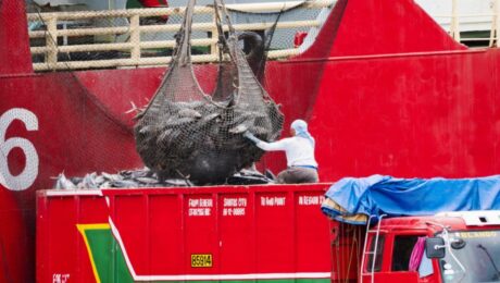 46-psarema_tonou-_usa