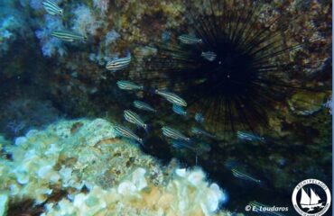 C_novemstriatus 22_Aug_2020_E.Loudaros_Rhodes