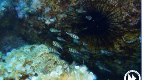 C_novemstriatus 22_Aug_2020_E.Loudaros_Rhodes