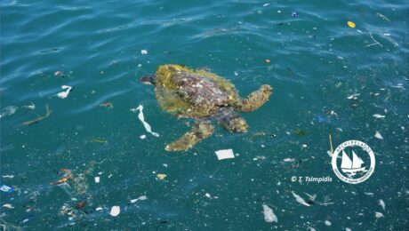 plastic sea (2) LOGO