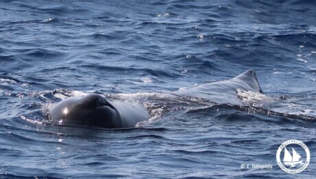 107424849_10157497459290878_3994001885391315274_o