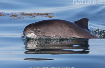 harbour-porpoise2