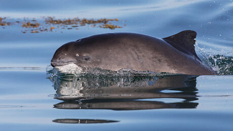 harbour-porpoise2