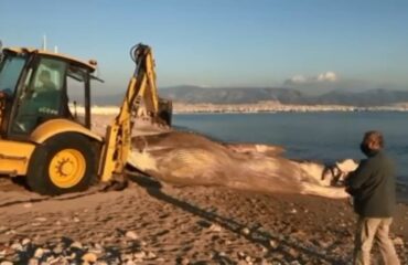 pterofalaina__PEIRAIAS2