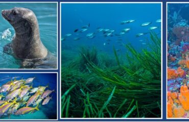 Παρουσίαση1