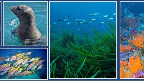 Παρουσίαση1