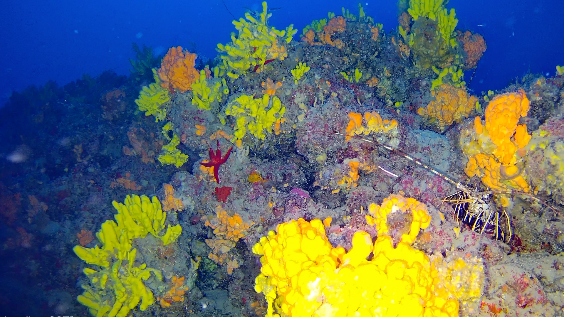 Προστασία των Κοραλλιγενών Οικοτόπων