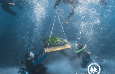 Posidonia replanting (1)