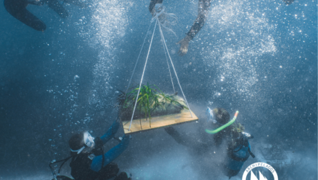 Posidonia replanting (1)