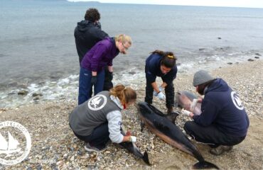 Stenella_stranding_Logo